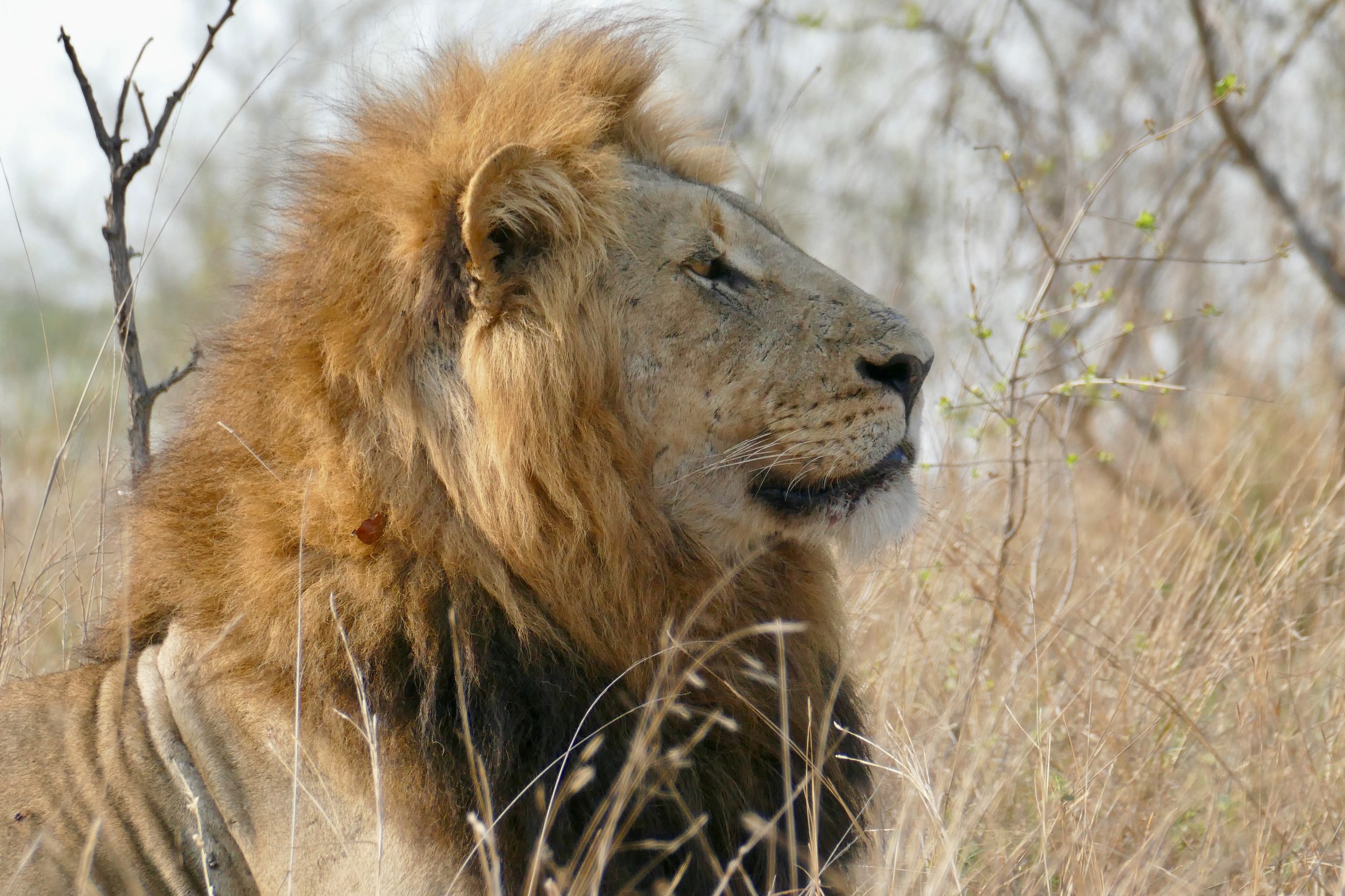 Meet 13 of the most dangerous animals on Earth
