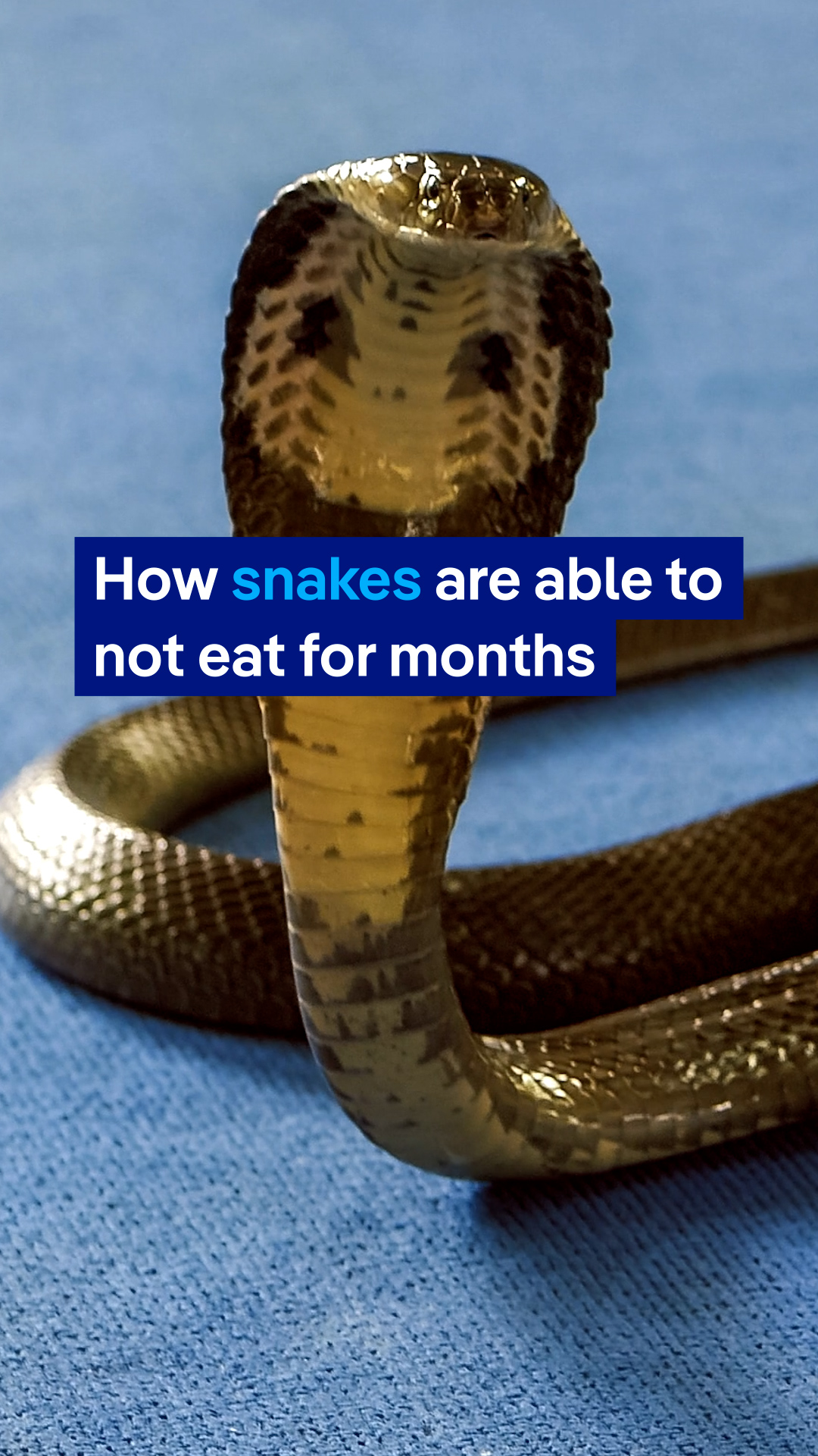 How snakes are able to not eat for months