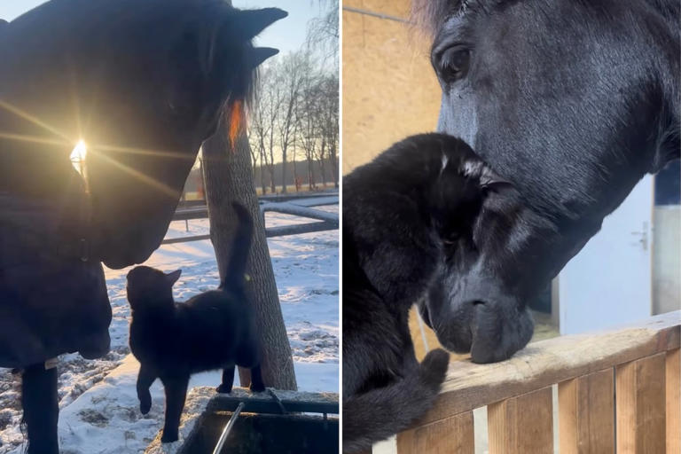 Black cat and horse's unexpected friendship has the internet smitten