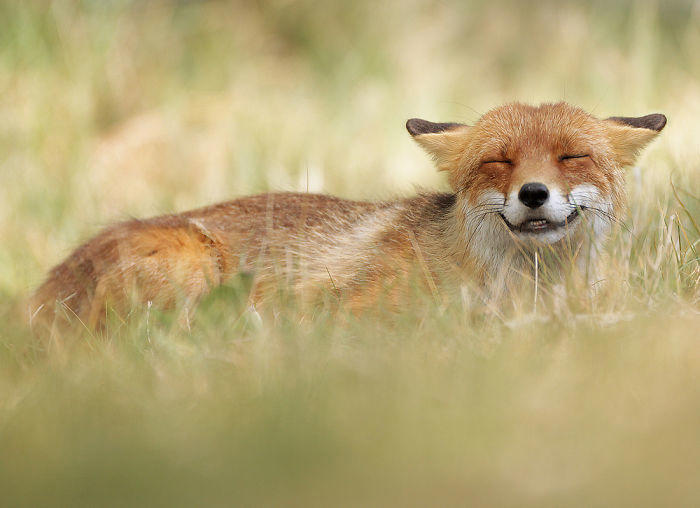 30 amusing wildlife photos of animals caught in funny moments