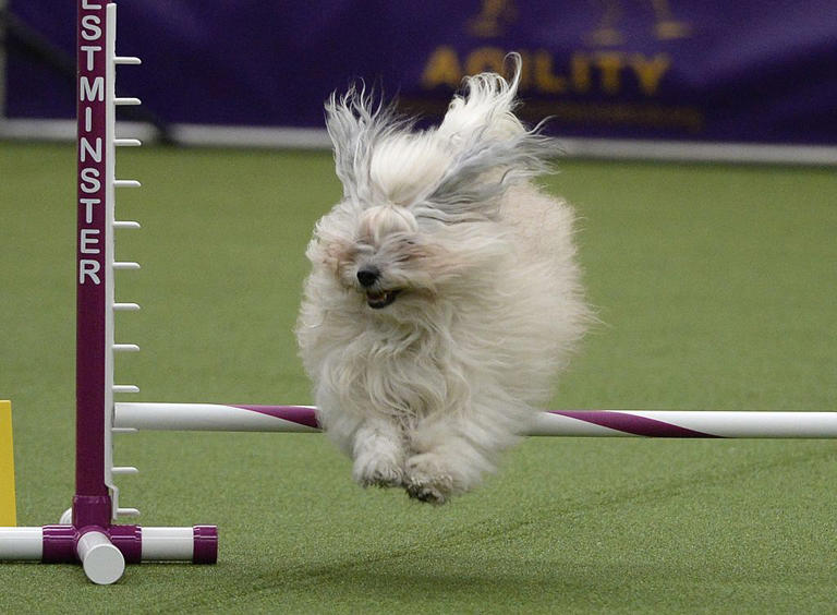Lonely dogs 2026: Here are the 12 breeds of adorable dog most likely to ...