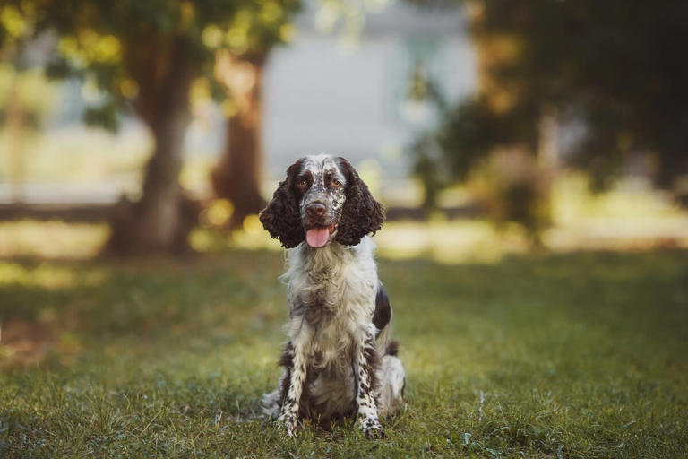 English springer spaniels bring joy while hopping through a farm field