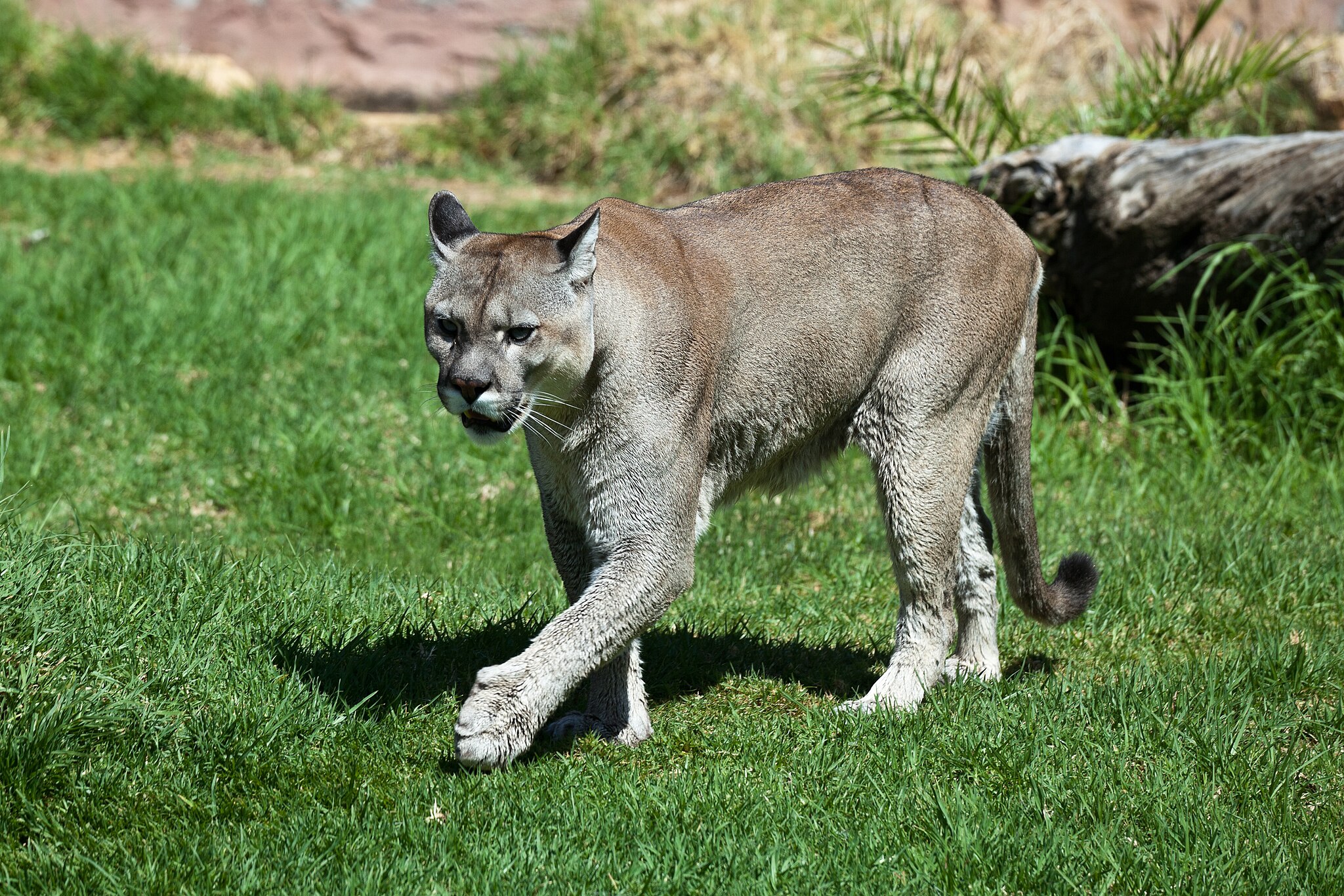 Beware of mountain lions in these 7 states