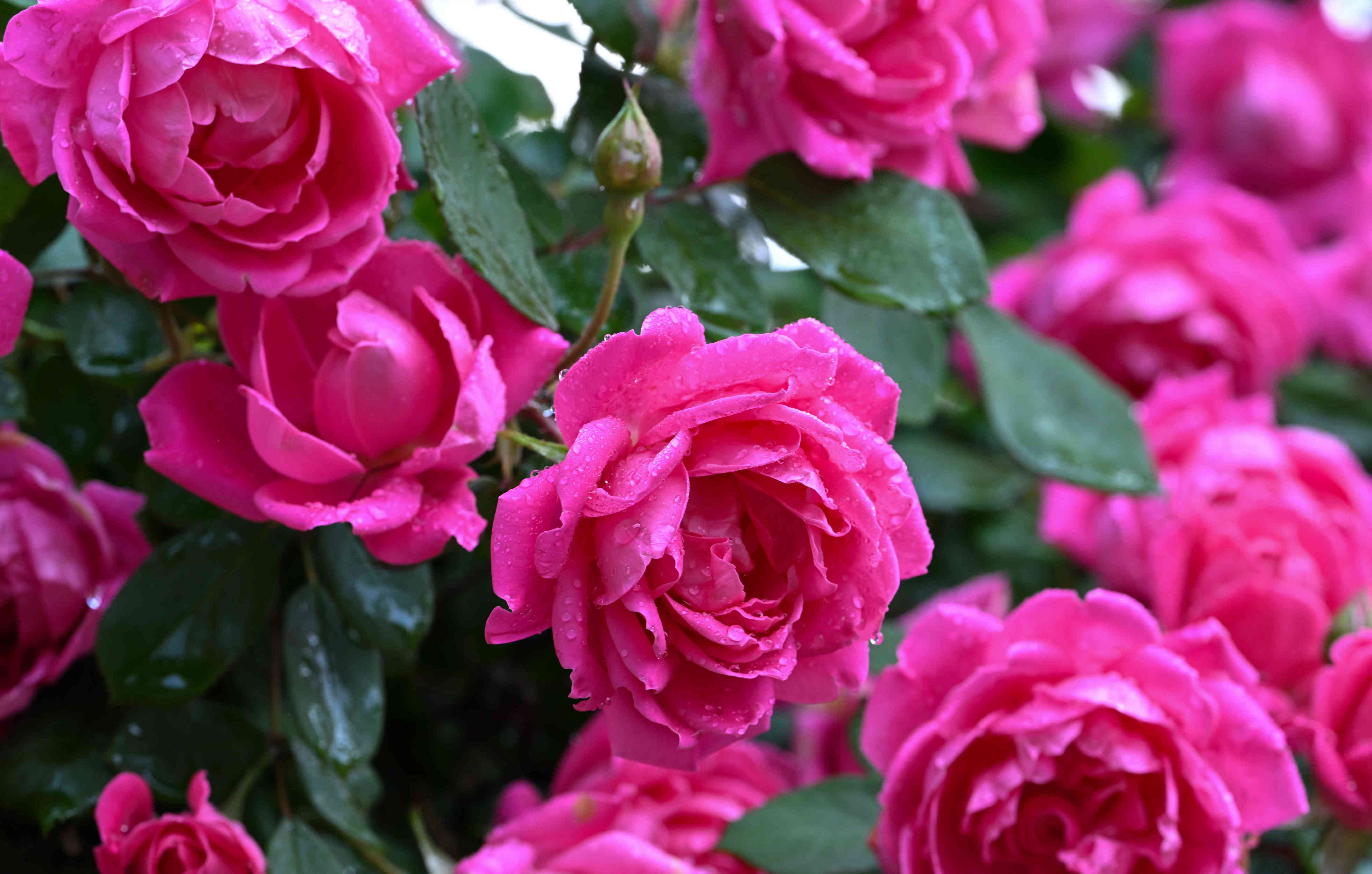 When to plant roses for their healthiest, most beautiful blooms