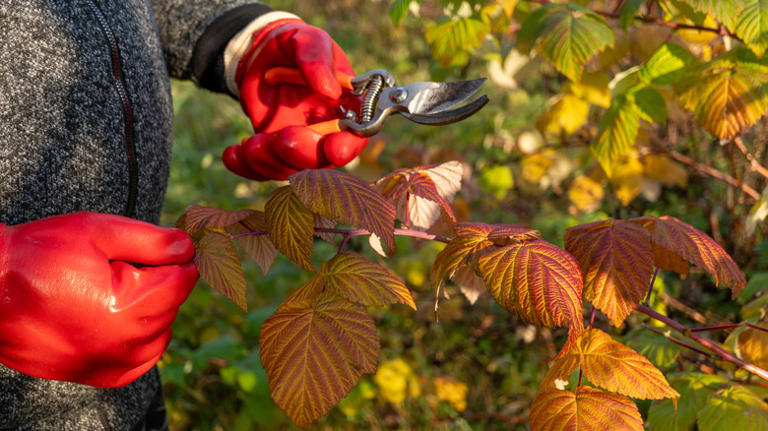 The fall-bearing fruit bush you should be pruning before winter is over