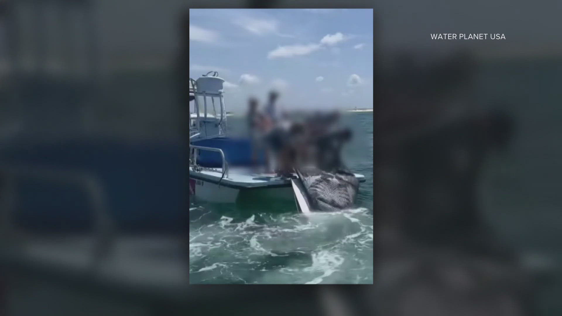Giant manta ray capture prompts push to end harvest of threatened ...