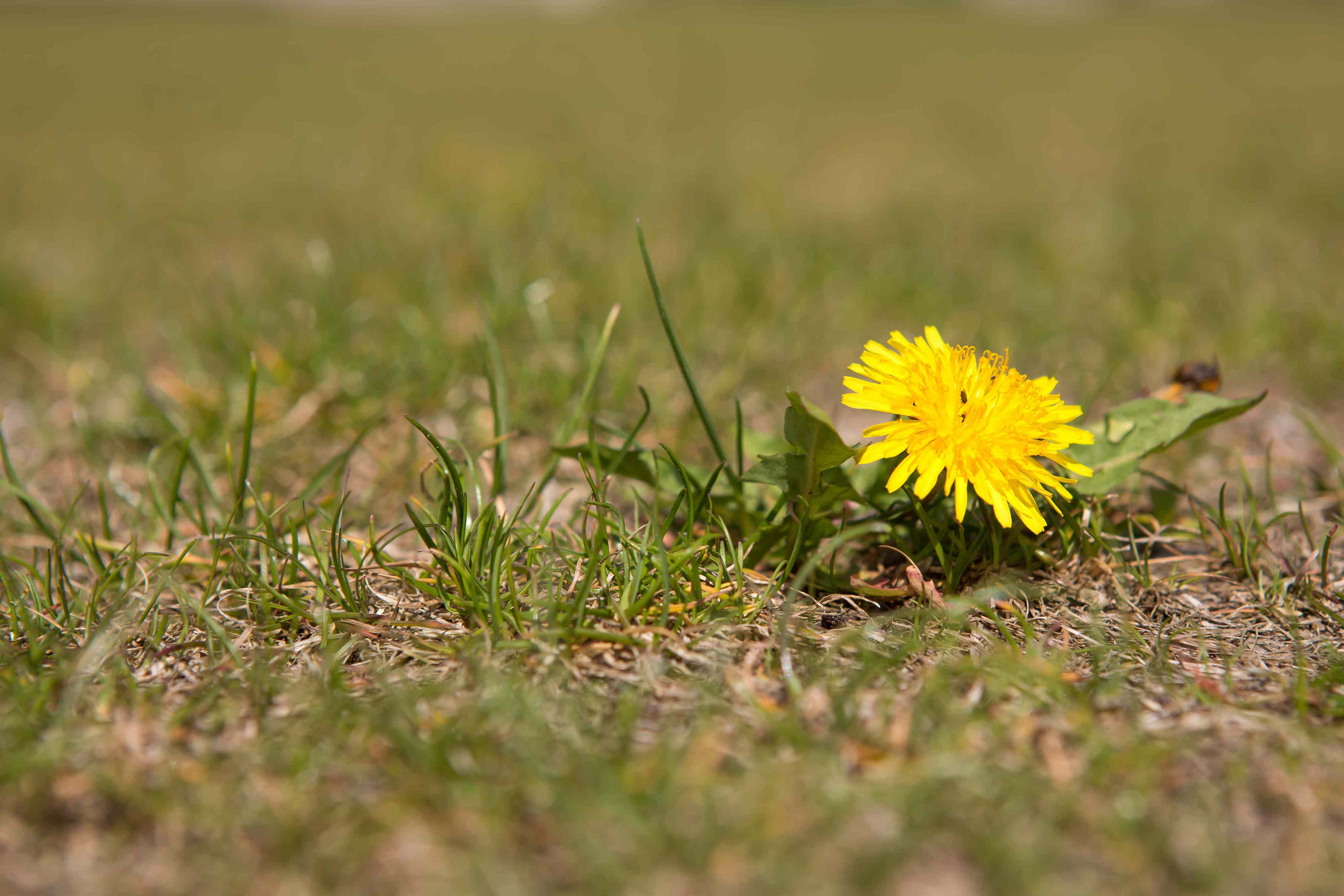 Why you still have weeds after using pre-emergent—and how to fix it