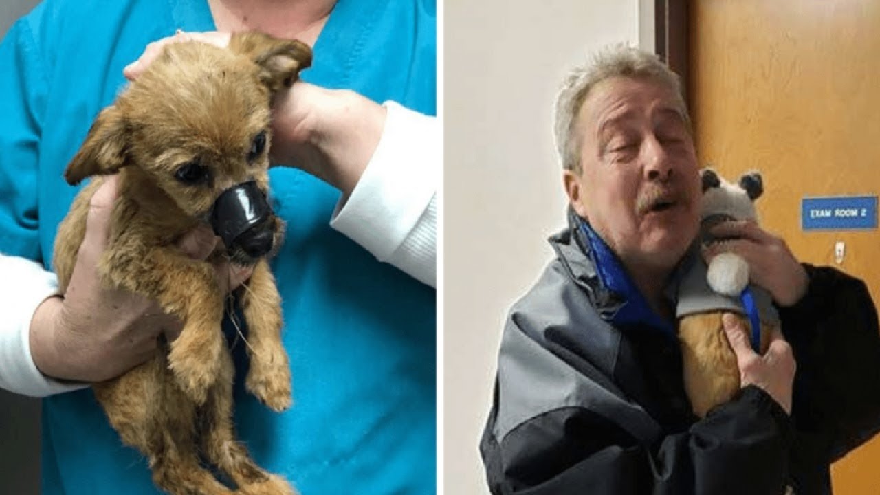 Puppy found with taped mouth, recognizes and thanks the man that rescued him<br>