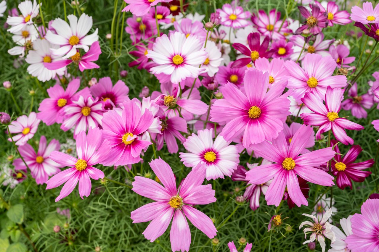 Pink Cosmos Flowers