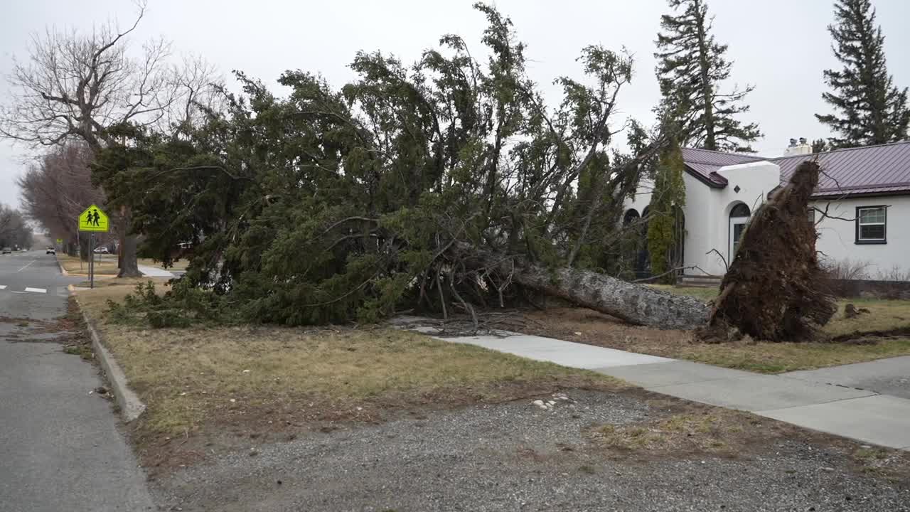 Big Timber residents clean up again after storm uproots trees and tips ...