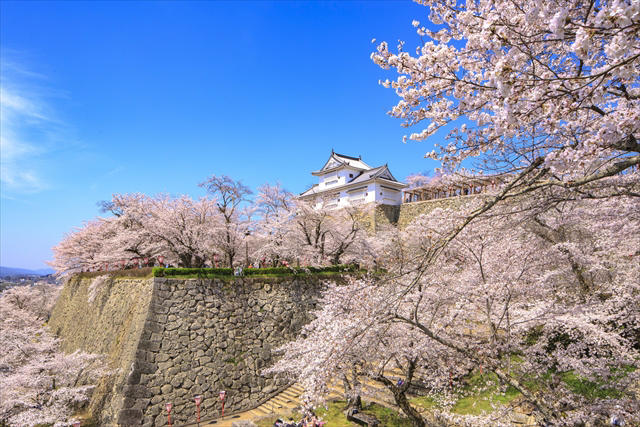 【岡山県でお花見するならここ!】日本三名園・岡山後楽園から海の絶景まで!春の桜スポット5選