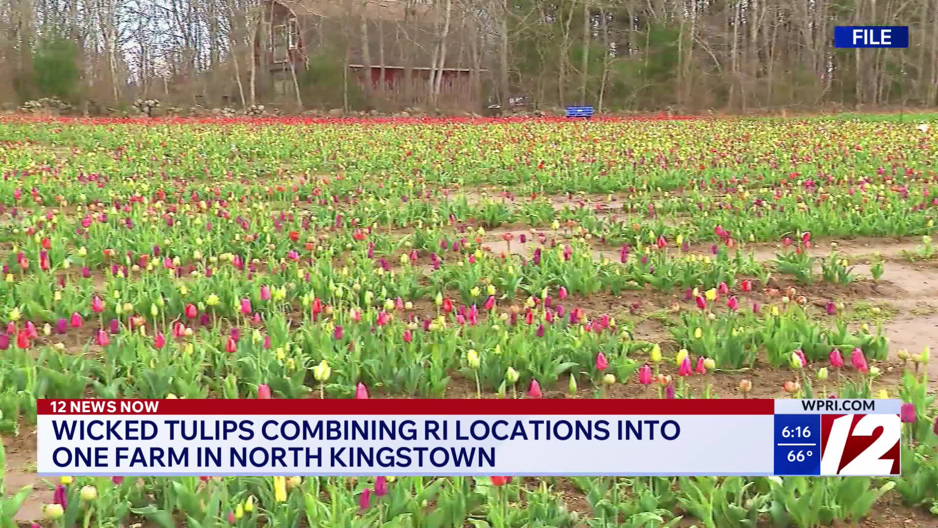 Wicked Tulips to combine Rhode Island locations into one large North ...