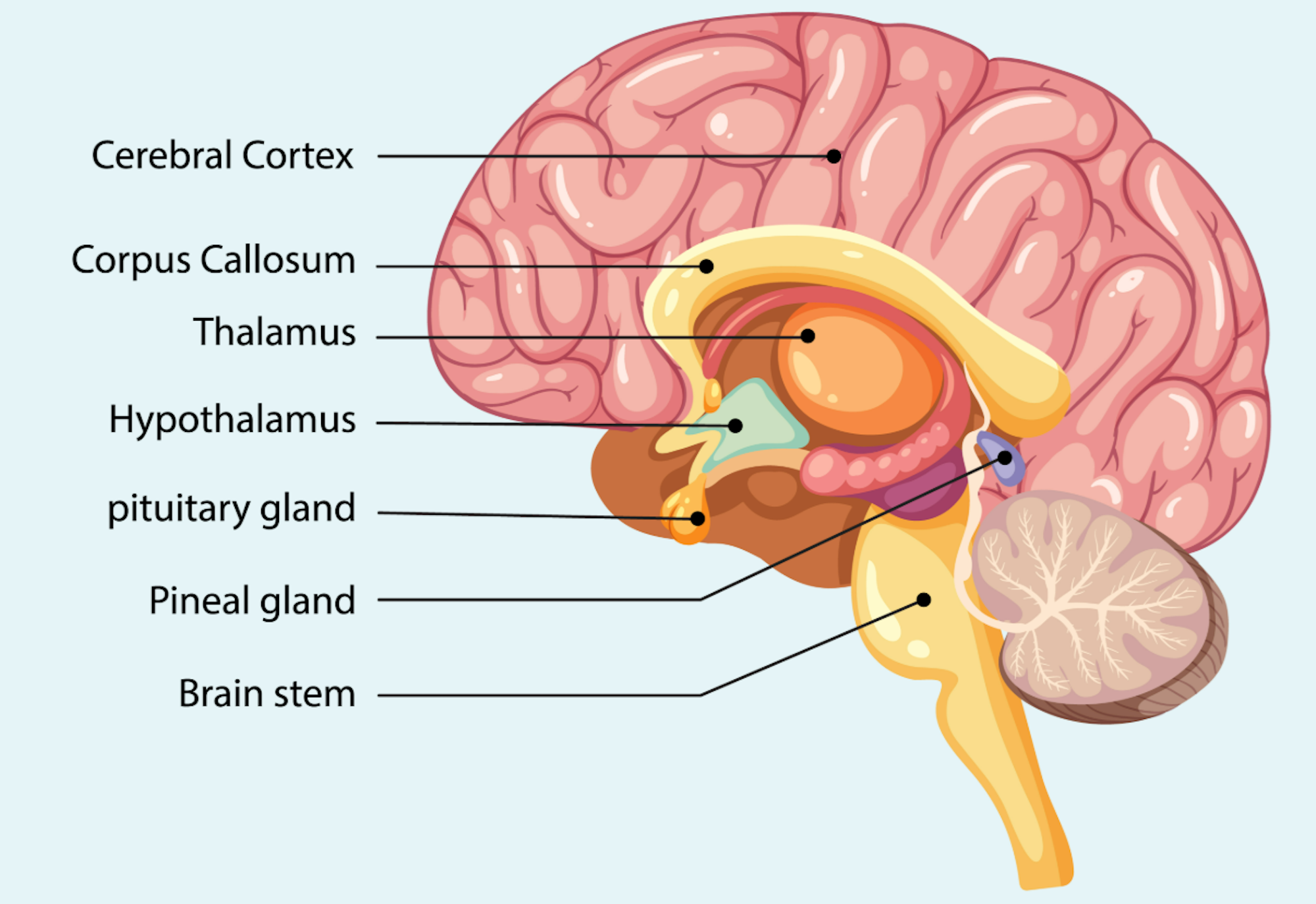 Your child has pathological demand avoidance? Here’s what it means ...