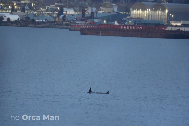 3 unidentified orcas spotted in Vancouver Harbour never before ...