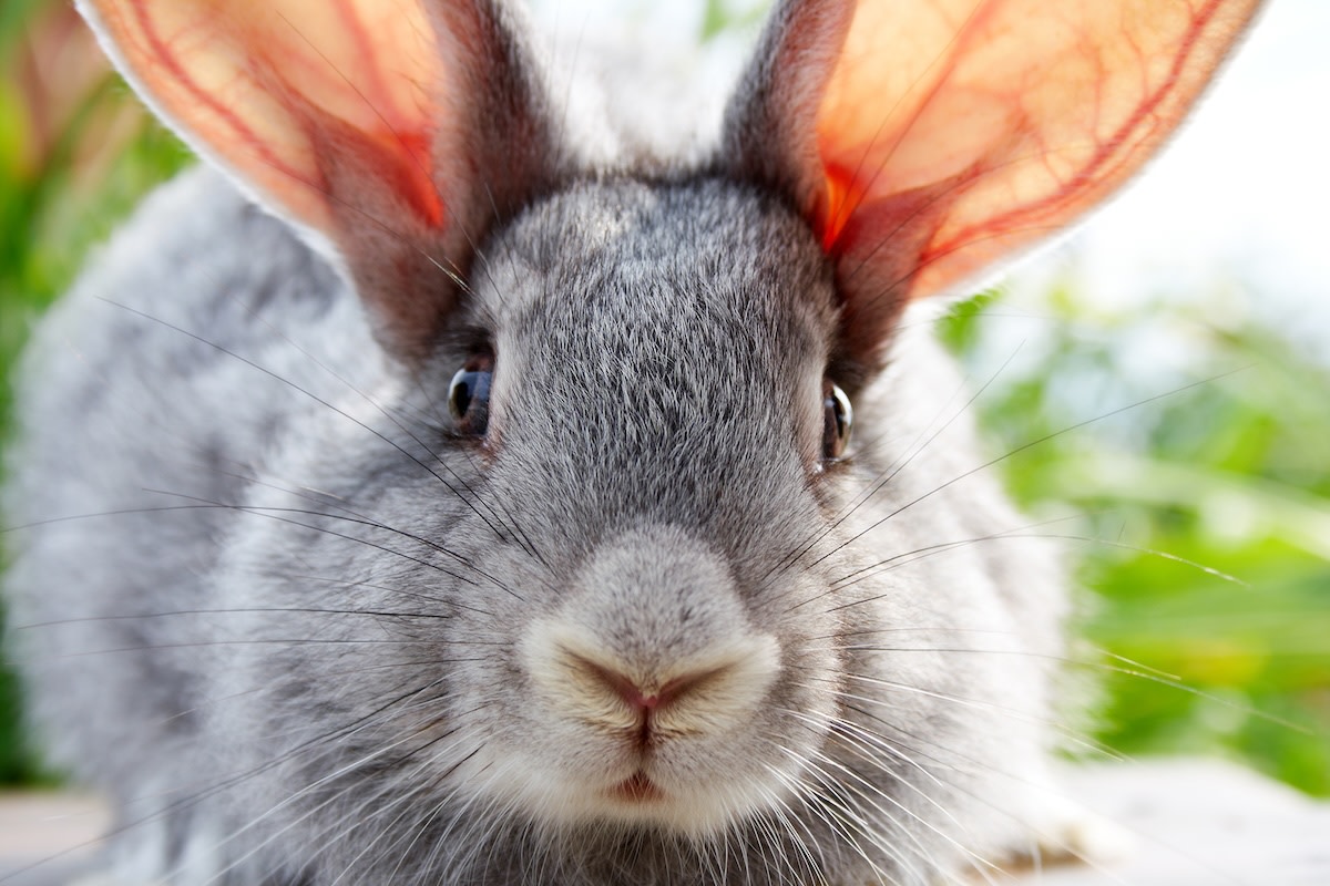 Houston Rodeo’s bunny and guinea pig costume contest is almost too cute