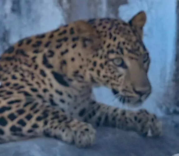 Youth injured in leopard attack outside house in Katarniaghat