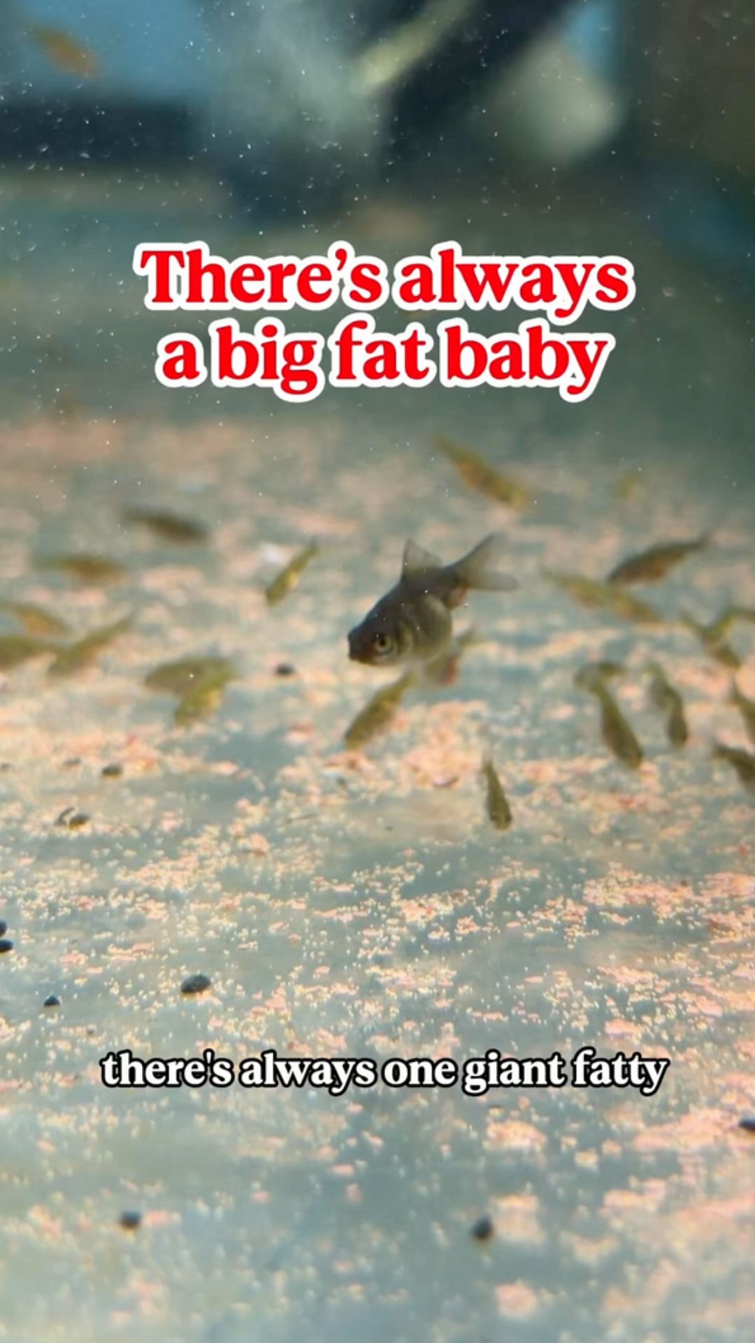 There is always a giant fatty lurking under the surface