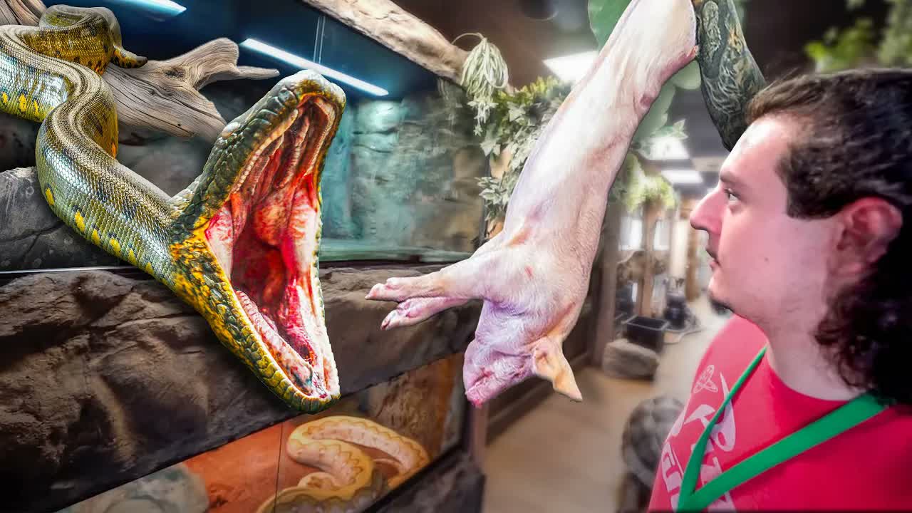 Curated visual reference: Feeding The Biggest Snakes On Earth A Rare Look At Photo Inspiration