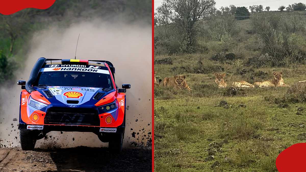 Safari Rally 2026: Lions, leopards spotted in Naivasha ahead of WRC event