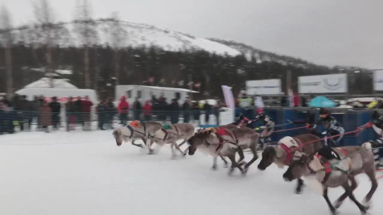 Reindeer racing thrills spectators in Finland's frigid north near ...