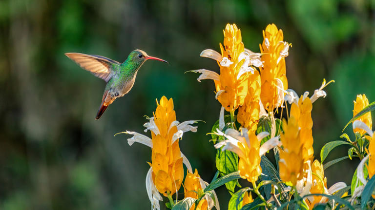 Attract more hummingbirds to your yard with this type of birdbath