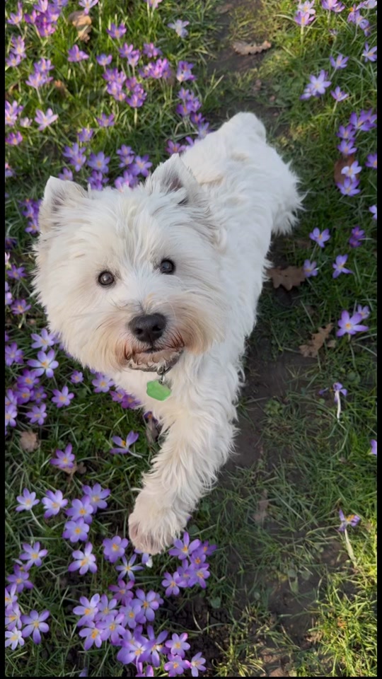 The dog who could not resist plucking crocuses in the garden