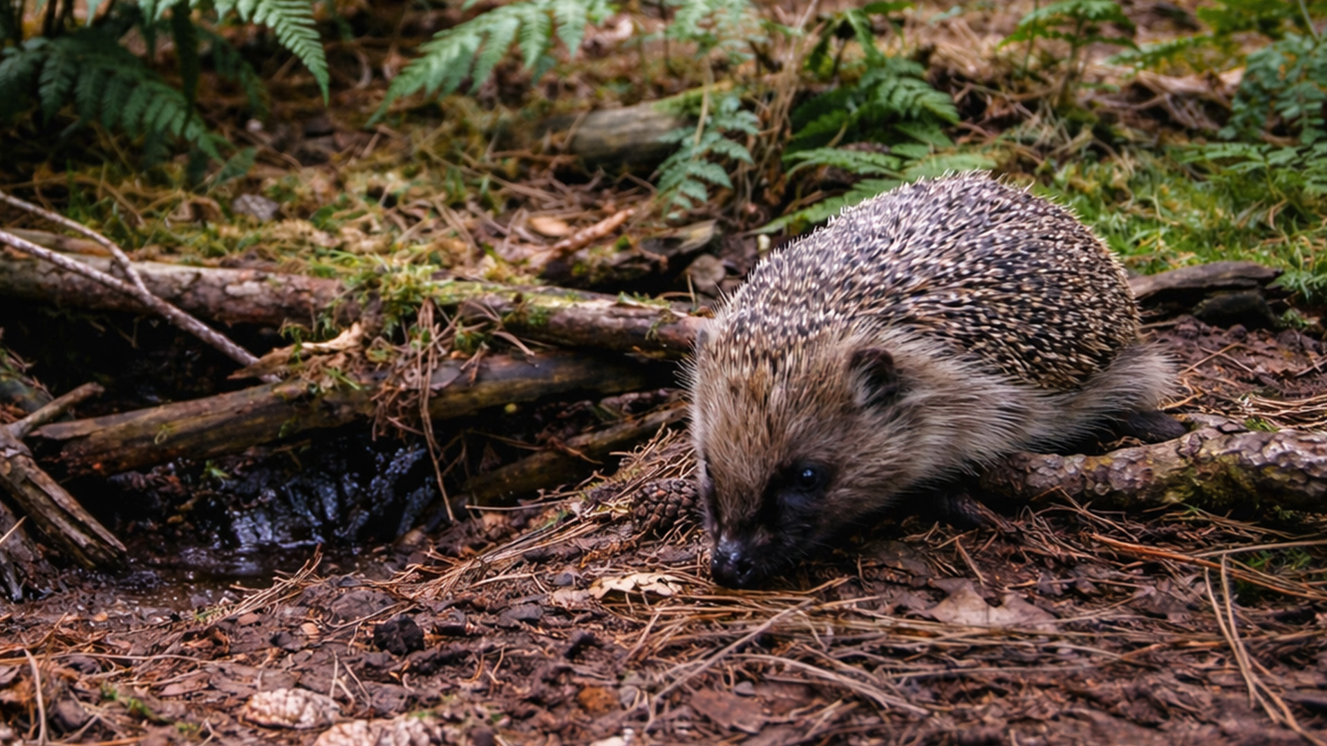Onze cameraval in het bos legde iets onverwachts vast