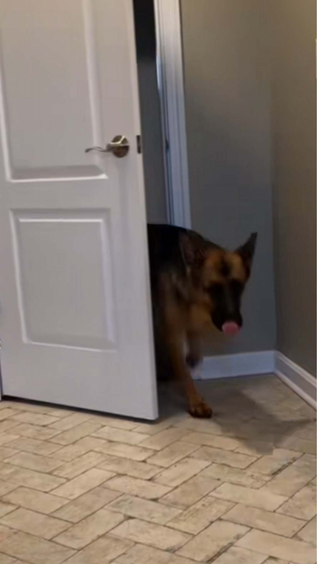 Best Ending Ever Funny German Shepherd Moment