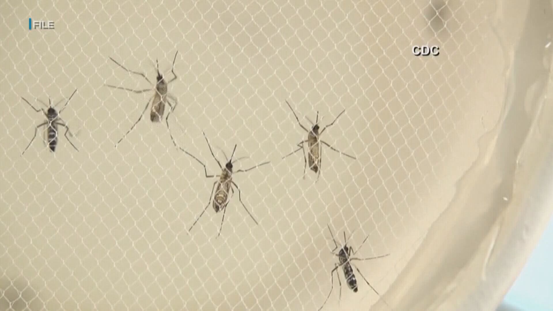 Dept. of Health confirms 10th travel-related dengue case on Maui