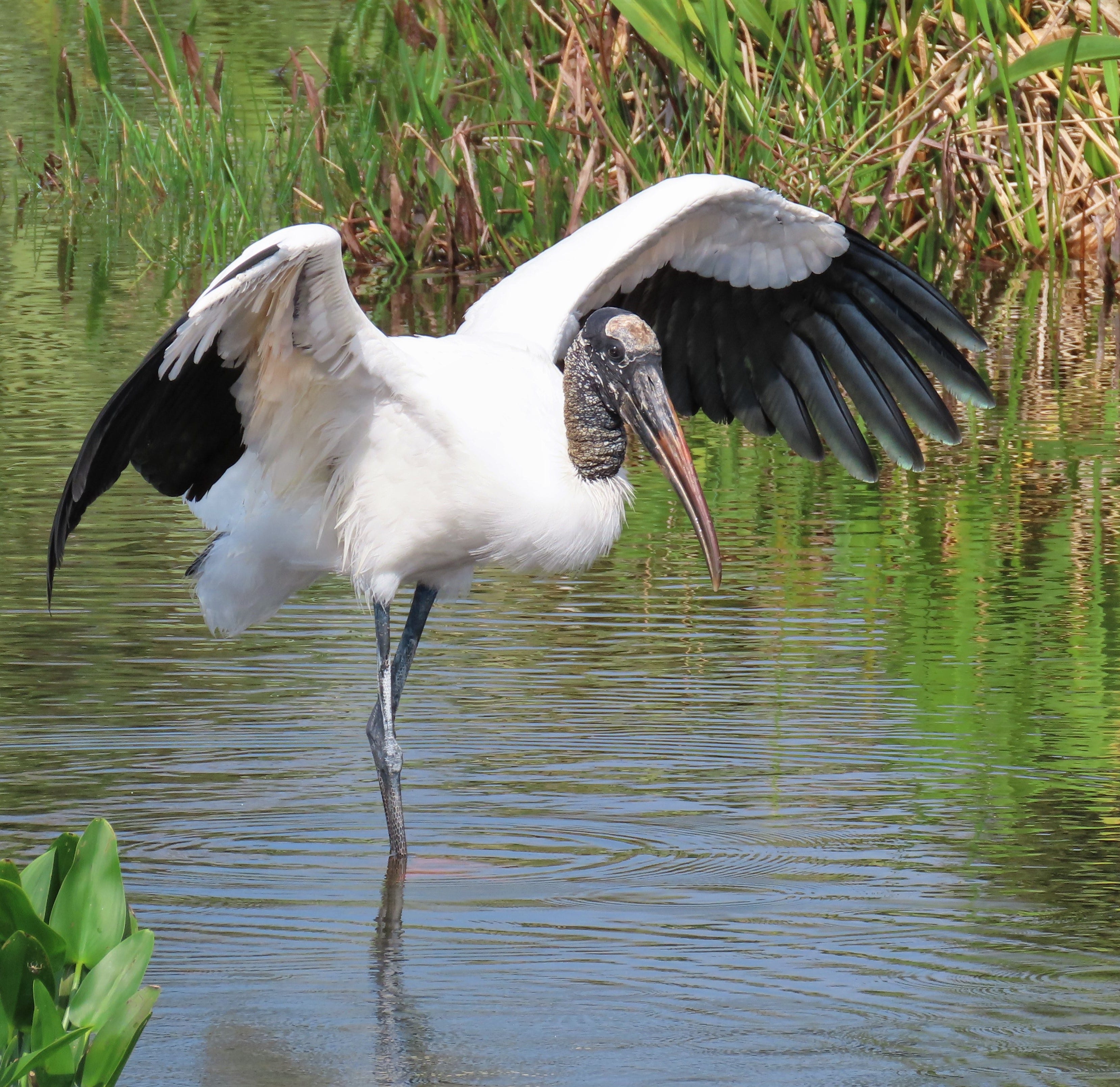 Wood stork removed from endangered list after population rebound