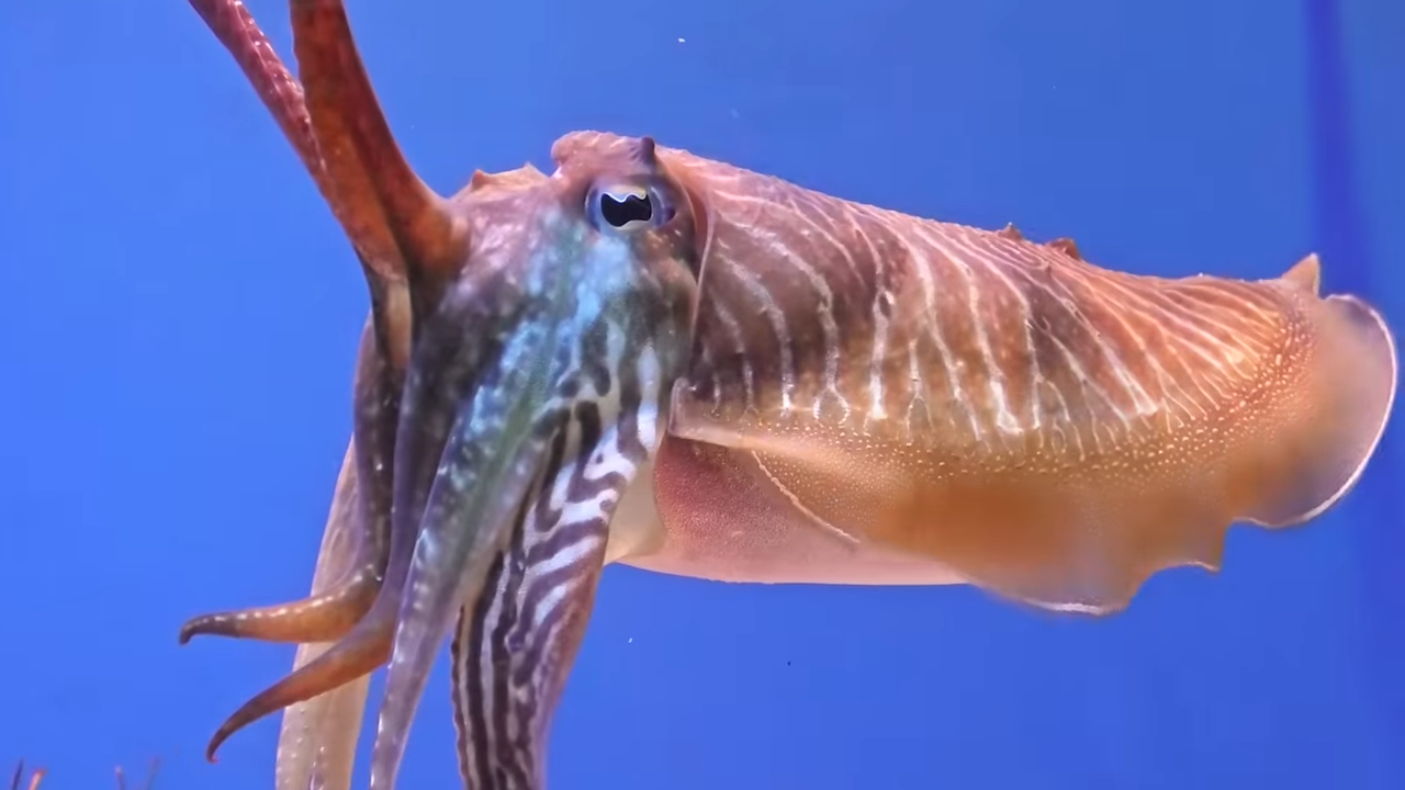 Watch the ocean’s most alien creature – and what it can do