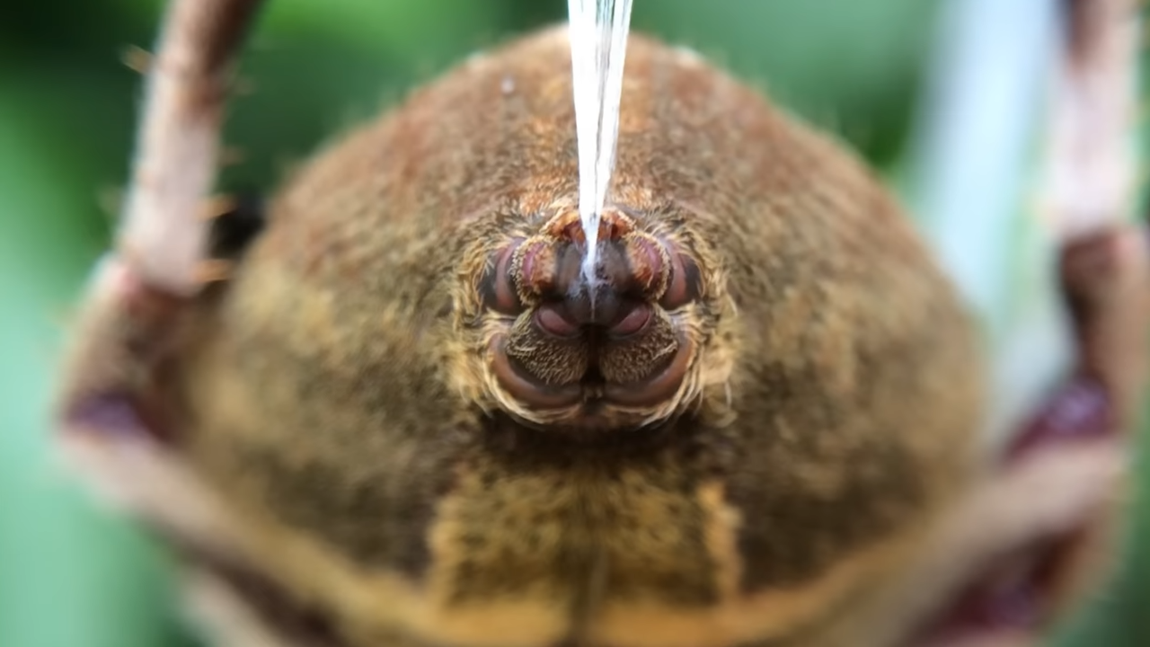 Watch how a tiny spider produces something stronger than steel