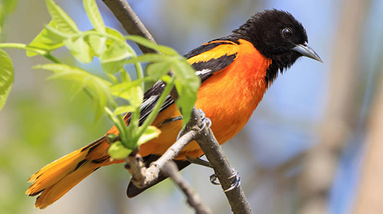 The sweet fruit tree that nectar-drinking birds will love in the spring