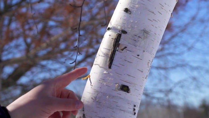How to assess your trees' health after a long winter