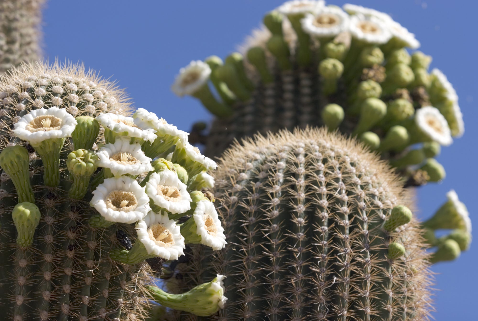 Will Arizona have a hot spring? See weather experts' 2026 forecast