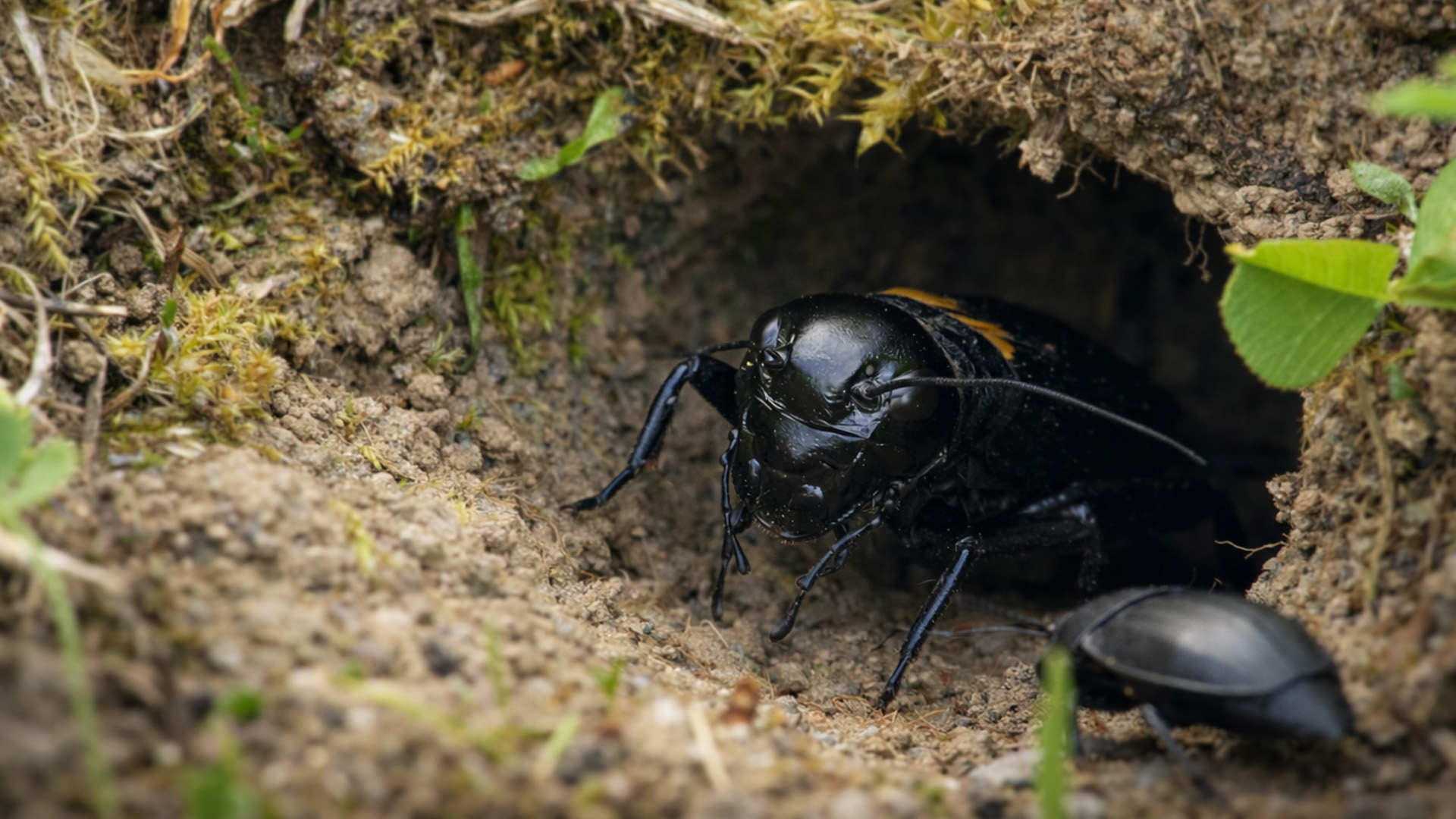 Underground camera captures a cricket guarding its burrow