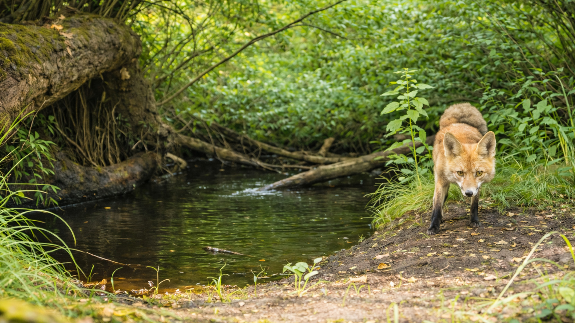 Trail camera records a fox investigating a quiet forest creek