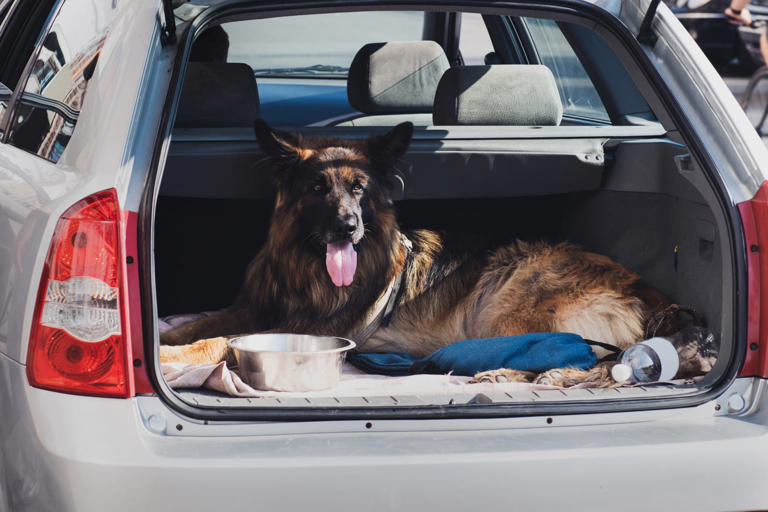 The growing trend of pets riding in cars is changing the auto industry