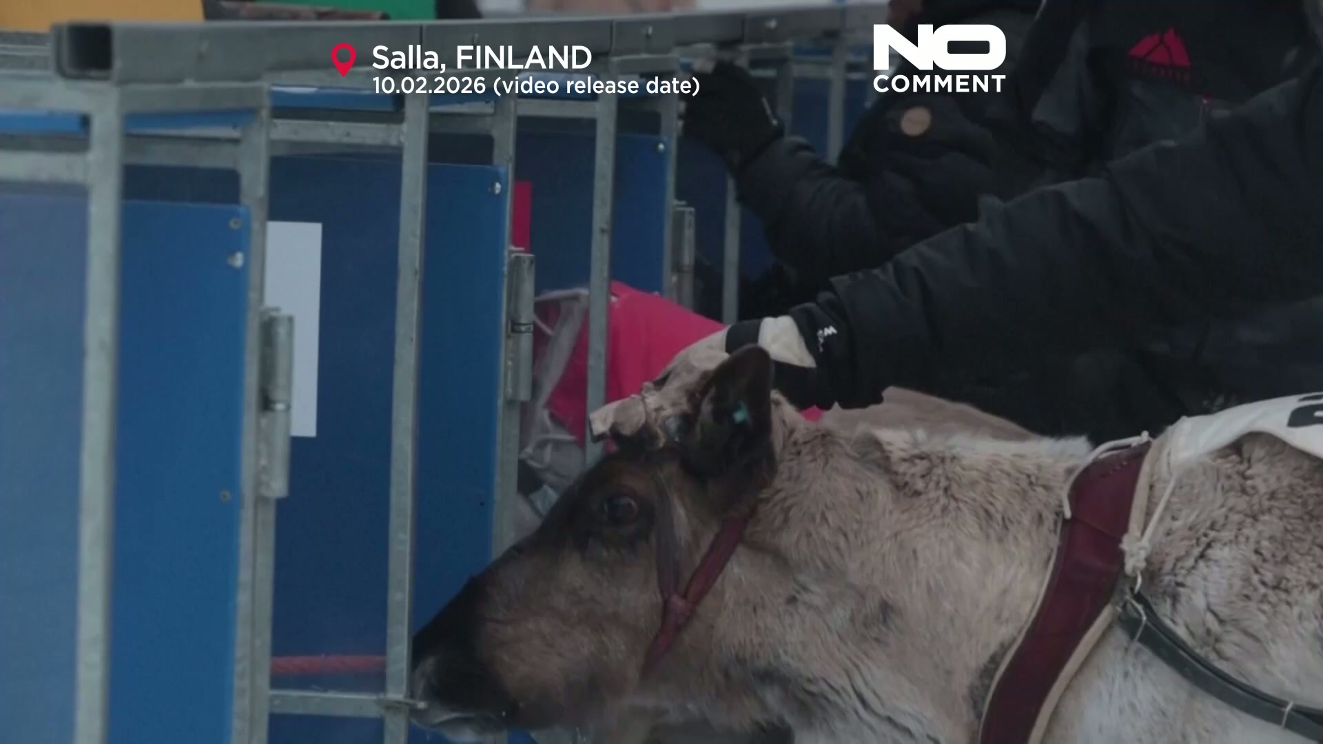 Reindeer racing draws crowds in Finland's frozen north near the Russian ...