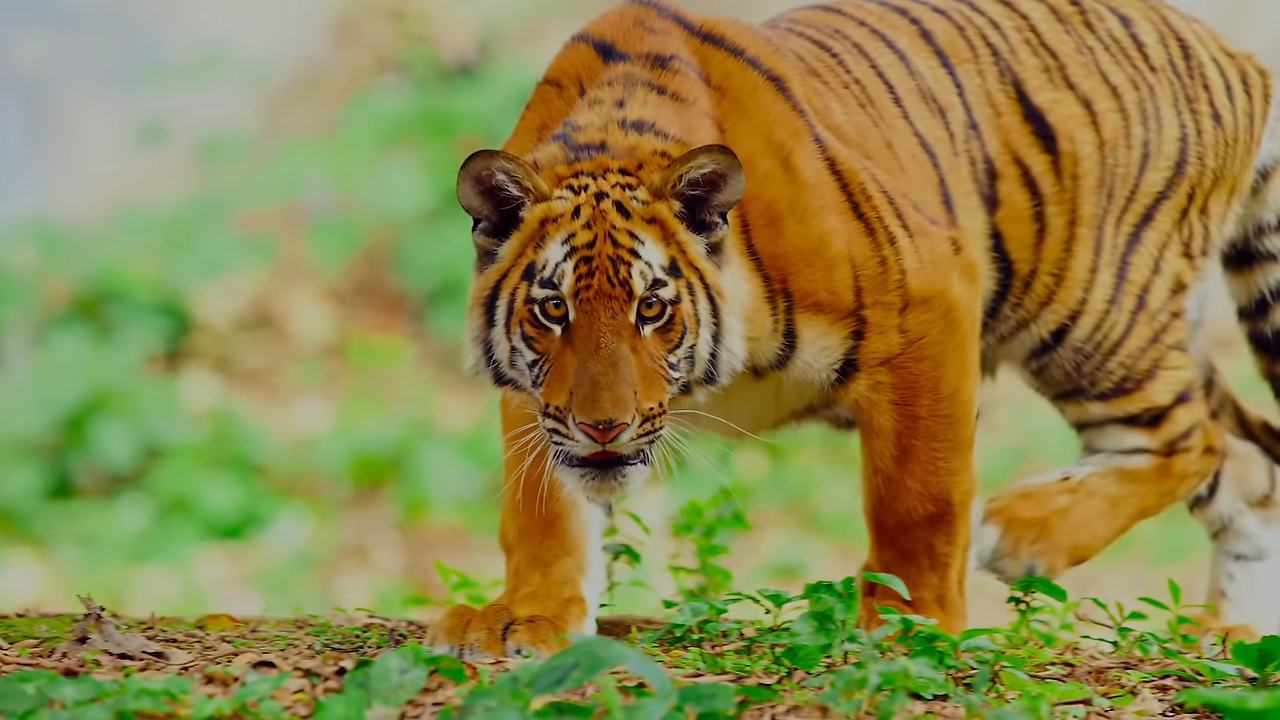 South China tiger vs human hunting - The predator that disappeared from ...