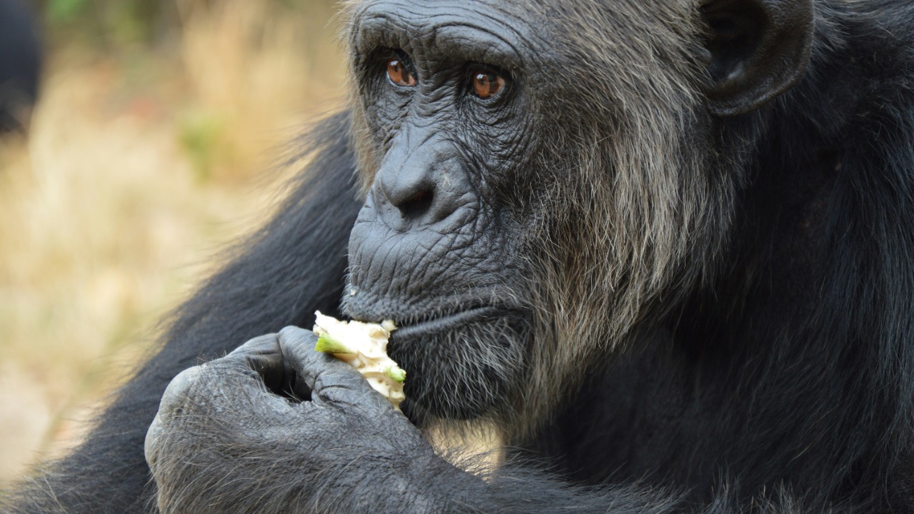 Chimps eating fermented fruit may hint at alcohol’s evolutionary roots