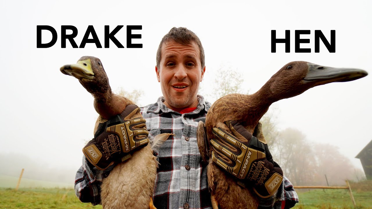 Visual tricks for identifying the difference between male and female ducks