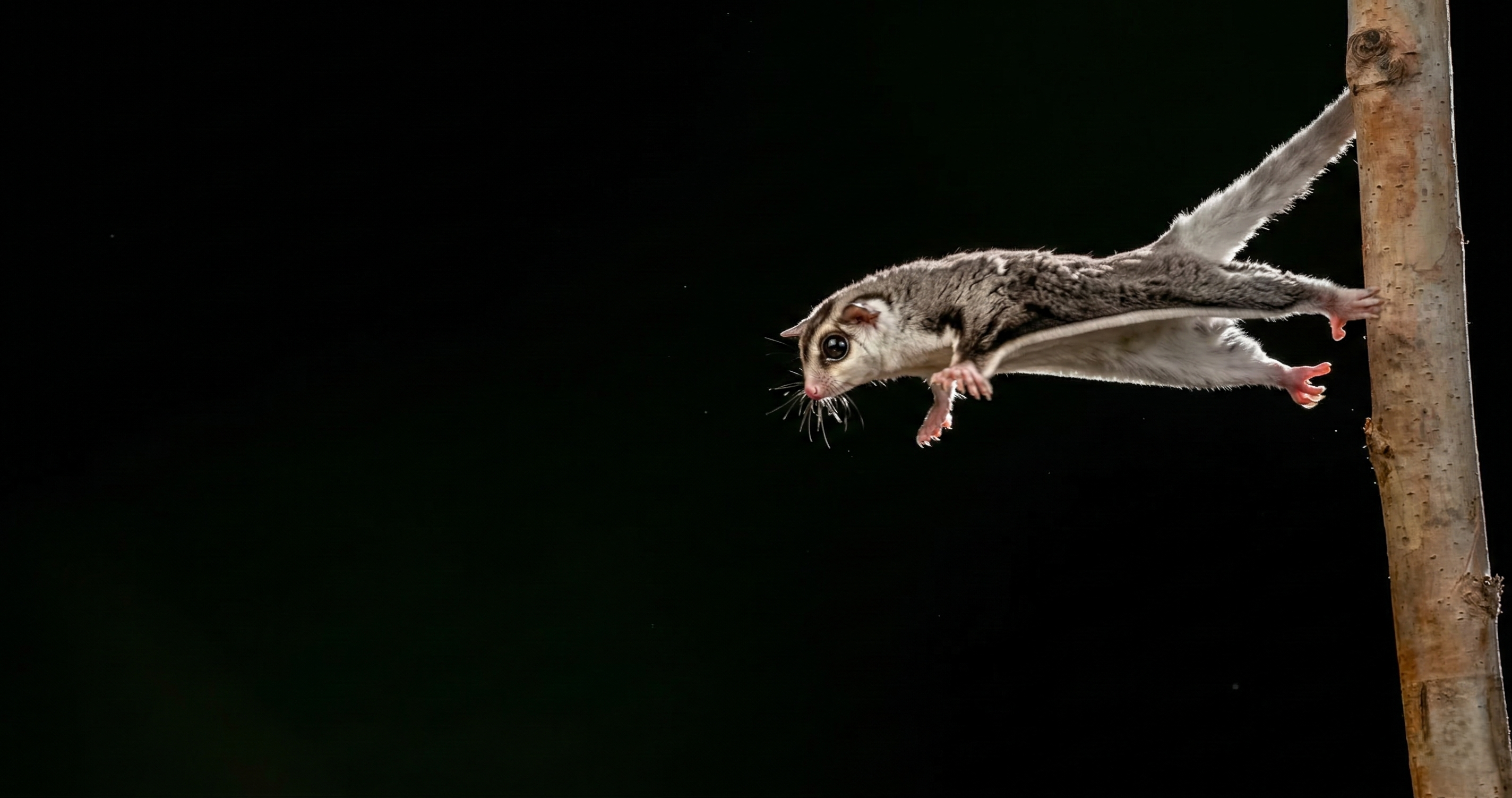 Watch what happens when a colugo glides over 100 meters without wings