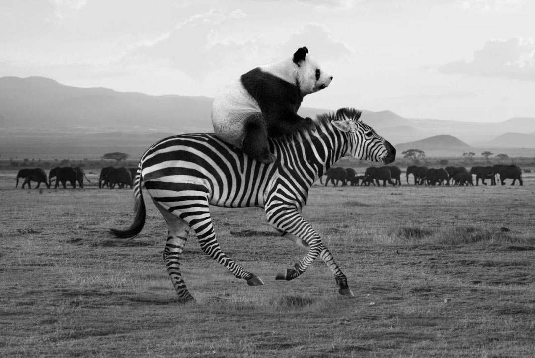 29 playful images imagining animals when humans aren’t around