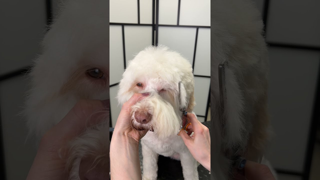 Picture of Ultimate fluffy dog makeover: Calm grooming transformation for a white ...