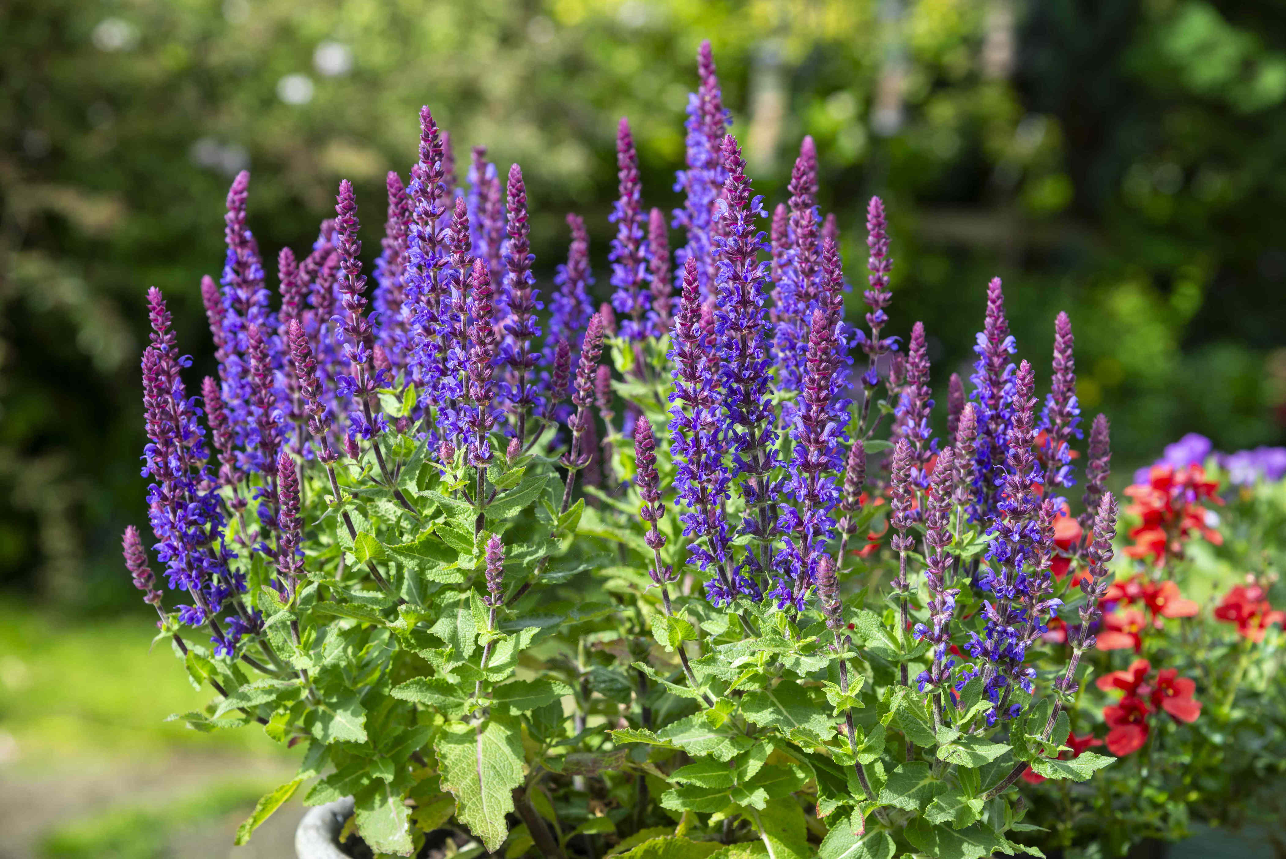Garden experts agree this is the easiest perennial to grow—even for