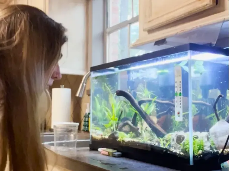 Woman rescues tiny betta fish stuck in cup at pet shop for 520 days and ...