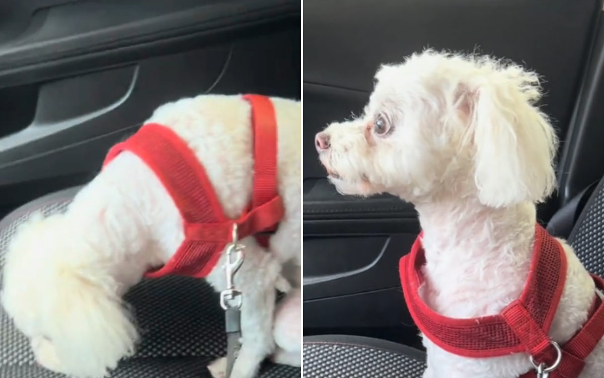 Tears at moment dog realizes recently deceased owner is actually gone<br><br>