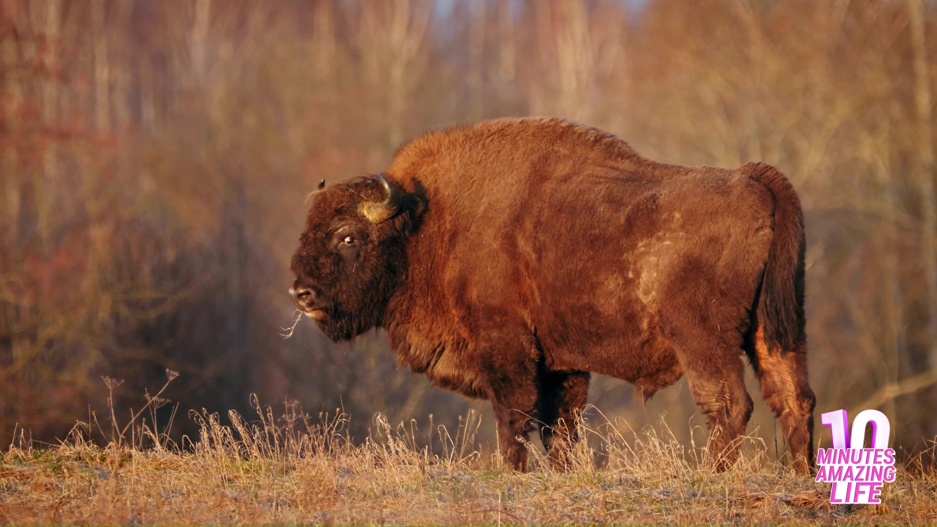 A Wild Bison Alert While Watching The Open Field