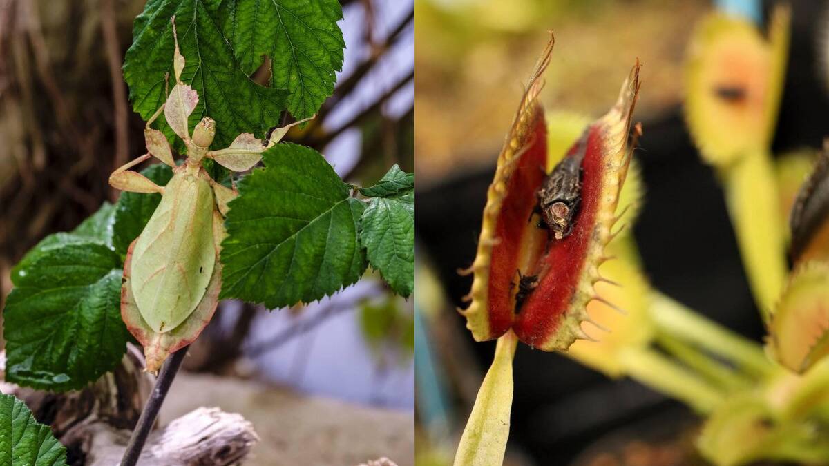 Insects using clever traps to capture prey